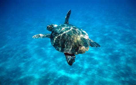 vad är en havssköldpadda anpassningar